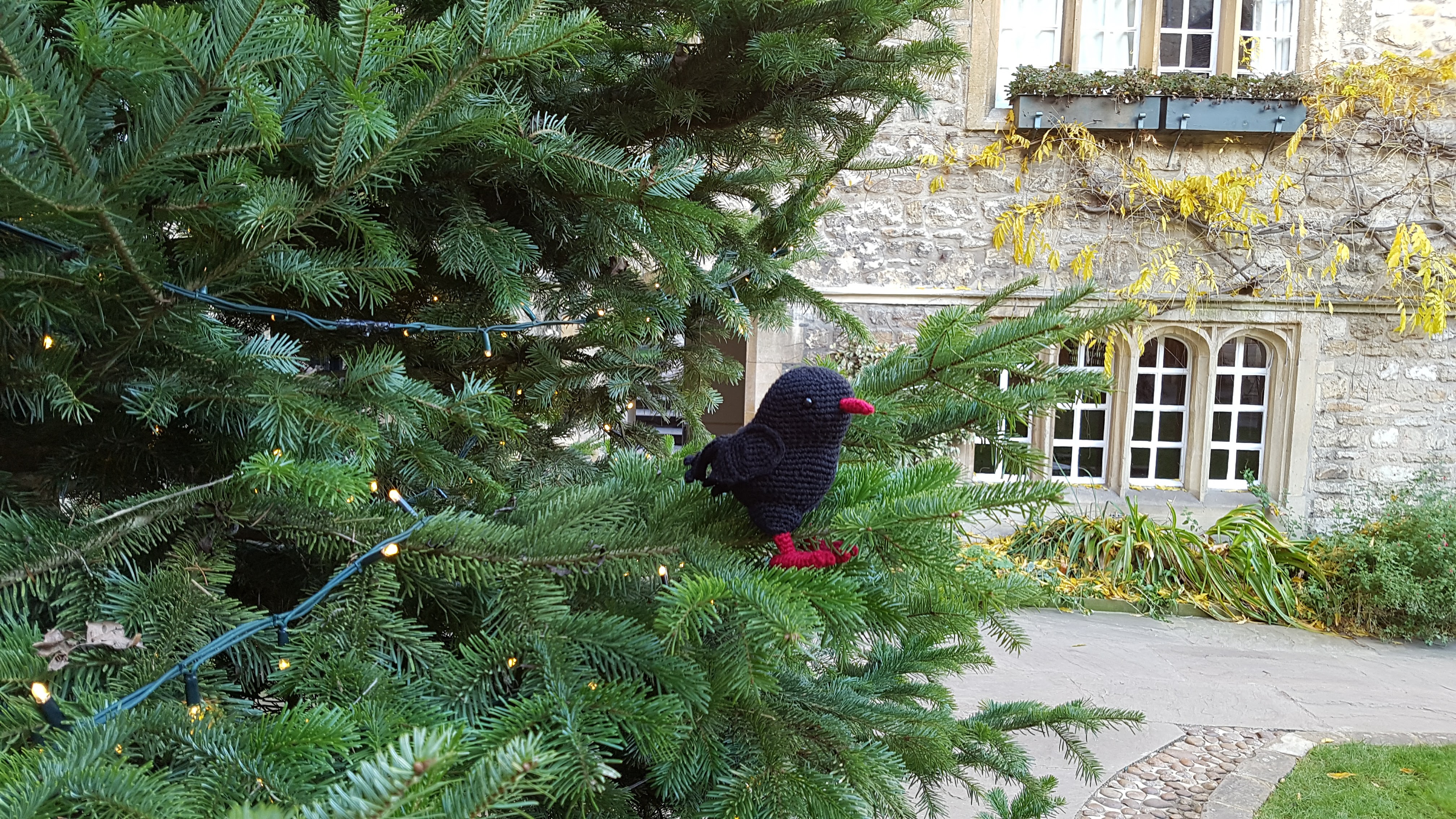 Chough in a Christmas tree.jpg